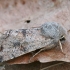 Paprastasis ankstyvasis pelėdgalvis - Orthosia incerta | Fotografijos autorius : Gintautas Steiblys | © Macrogamta.lt | Šis tinklapis priklauso bendruomenei kuri domisi makro fotografija ir fotografuoja gyvąjį makro pasaulį.