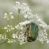 Paprastasis auksavabalis - Cetonia aurata | Fotografijos autorius : Vidas Brazauskas | © Macrogamta.lt | Šis tinklapis priklauso bendruomenei kuri domisi makro fotografija ir fotografuoja gyvąjį makro pasaulį.