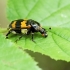 Paprastasis duobkasys | Burying beetle | Nicrophorus vespillo | Fotografijos autorius : Darius Baužys | © Macrogamta.lt | Šis tinklapis priklauso bendruomenei kuri domisi makro fotografija ir fotografuoja gyvąjį makro pasaulį.