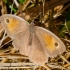 Paprastasis jautakis satyras | Meadow brown | Maniola jurtina | Fotografijos autorius : Darius Baužys | © Macrogamta.lt | Šis tinklapis priklauso bendruomenei kuri domisi makro fotografija ir fotografuoja gyvąjį makro pasaulį.