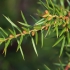 Paprastasis kadagys - Juniperus communis | Fotografijos autorius : Gintautas Steiblys | © Macrogamta.lt | Šis tinklapis priklauso bendruomenei kuri domisi makro fotografija ir fotografuoja gyvąjį makro pasaulį.