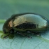 Paprastasis karklagraužis - Phratora vitellinae | Fotografijos autorius : Žilvinas Pūtys | © Macrogamta.lt | Šis tinklapis priklauso bendruomenei kuri domisi makro fotografija ir fotografuoja gyvąjį makro pasaulį.