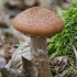 Gelsvasis kelmutis - Armillaria gallica | Fotografijos autorius : Kazimieras Martinaitis | © Macrogamta.lt | Šis tinklapis priklauso bendruomenei kuri domisi makro fotografija ir fotografuoja gyvąjį makro pasaulį.