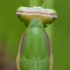 Paprastasis maldininkas - Mantis religiosa | Fotografijos autorius : Žilvinas Pūtys | © Macrogamta.lt | Šis tinklapis priklauso bendruomenei kuri domisi makro fotografija ir fotografuoja gyvąjį makro pasaulį.