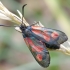 Paprastasis marguolis - Zygaena lonicerae ? | Fotografijos autorius : Romas Ferenca | © Macrogamta.lt | Šis tinklapis priklauso bendruomenei kuri domisi makro fotografija ir fotografuoja gyvąjį makro pasaulį.