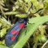 Paprastasis marguolis - Zygaena lonicerae | Fotografijos autorius : Kazimieras Martinaitis | © Macrogamta.lt | Šis tinklapis priklauso bendruomenei kuri domisi makro fotografija ir fotografuoja gyvąjį makro pasaulį.