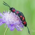 Paprastasis marguolis | Fotografijos autorius : Darius Baužys | © Macrogamta.lt | Šis tinklapis priklauso bendruomenei kuri domisi makro fotografija ir fotografuoja gyvąjį makro pasaulį.