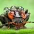 Paprastasis minkštavabalis - Cantharis fusca | Fotografijos autorius : Vidas Brazauskas | © Macrogamta.lt | Šis tinklapis priklauso bendruomenei kuri domisi makro fotografija ir fotografuoja gyvąjį makro pasaulį.