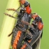 Paprastasis minkštavabalis - Cantharis fusca | Fotografijos autorius : Gintautas Steiblys | © Macrogamta.lt | Šis tinklapis priklauso bendruomenei kuri domisi makro fotografija ir fotografuoja gyvąjį makro pasaulį.