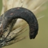 Paprastasis skalsiagrybis - Claviceps purpurea | Fotografijos autorius : Gintautas Steiblys | © Macrogamta.lt | Šis tinklapis priklauso bendruomenei kuri domisi makro fotografija ir fotografuoja gyvąjį makro pasaulį.