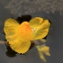 Paprastasis skendenis - Utricularia vulgaris | Fotografijos autorius : Ramunė Vakarė | © Macrogamta.lt | Šis tinklapis priklauso bendruomenei kuri domisi makro fotografija ir fotografuoja gyvąjį makro pasaulį.