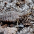 Paprastasis skruzdžių liūtas - Myrmeleon formicarius, lerva | Fotografijos autorius : Romas Ferenca | © Macrogamta.lt | Šis tinklapis priklauso bendruomenei kuri domisi makro fotografija ir fotografuoja gyvąjį makro pasaulį.