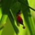 Paprastasis uodas - Culex pipiens ? | Fotografijos autorius : Vidas Brazauskas | © Macrogamta.lt | Šis tinklapis priklauso bendruomenei kuri domisi makro fotografija ir fotografuoja gyvąjį makro pasaulį.