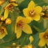 Paprastoji šilingė - Lysimachia vulgaris | Fotografijos autorius : Gintautas Steiblys | © Macrogamta.lt | Šis tinklapis priklauso bendruomenei kuri domisi makro fotografija ir fotografuoja gyvąjį makro pasaulį.