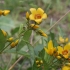 Paprastoji šilingė - Lysimachia vulgaris | Fotografijos autorius : Vytautas Gluoksnis | © Macrogamta.lt | Šis tinklapis priklauso bendruomenei kuri domisi makro fotografija ir fotografuoja gyvąjį makro pasaulį.