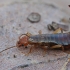 Paprastoji auslinda - Forficula auricularia | Fotografijos autorius : Gintautas Steiblys | © Macrogamta.lt | Šis tinklapis priklauso bendruomenei kuri domisi makro fotografija ir fotografuoja gyvąjį makro pasaulį.