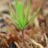 Paprastoji eglė - Picea abies | Fotografijos autorius : Gintautas Steiblys | © Macrogamta.lt | Šis tinklapis priklauso bendruomenei kuri domisi makro fotografija ir fotografuoja gyvąjį makro pasaulį.