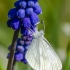 Paprastoji garstytė | Wood White | Leptidea cf. sinapis | Fotografijos autorius : Darius Baužys | © Macrogamta.lt | Šis tinklapis priklauso bendruomenei kuri domisi makro fotografija ir fotografuoja gyvąjį makro pasaulį.