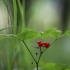 Paprastoji katuogė - Rubus saxatilis | Fotografijos autorius : Agnė Našlėnienė | © Macrogamta.lt | Šis tinklapis priklauso bendruomenei kuri domisi makro fotografija ir fotografuoja gyvąjį makro pasaulį.