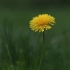 Paprastoji kiaulpienė - Taraxacum officinale | Fotografijos autorius : Agnė Našlėnienė | © Macrogamta.lt | Šis tinklapis priklauso bendruomenei kuri domisi makro fotografija ir fotografuoja gyvąjį makro pasaulį.