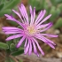 Paprastoji mudrė - Delosperma cooperi | Fotografijos autorius : Gintautas Steiblys | © Macrogamta.lt | Šis tinklapis priklauso bendruomenei kuri domisi makro fotografija ir fotografuoja gyvąjį makro pasaulį.