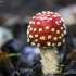 Paprastoji musmirė - Amanita muscaria | Fotografijos autorius : Kazimieras Martinaitis | © Macrogamta.lt | Šis tinklapis priklauso bendruomenei kuri domisi makro fotografija ir fotografuoja gyvąjį makro pasaulį.