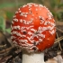 Paprastoji musmirė - Amanita muscaria | Fotografijos autorius : Gintautas Steiblys | © Macrogamta.lt | Šis tinklapis priklauso bendruomenei kuri domisi makro fotografija ir fotografuoja gyvąjį makro pasaulį.