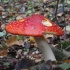 Paprastoji musmirė - Amanita muscaria | Fotografijos autorius : Vytautas Gluoksnis | © Macrogamta.lt | Šis tinklapis priklauso bendruomenei kuri domisi makro fotografija ir fotografuoja gyvąjį makro pasaulį.