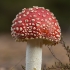 Paprastoji musmirė - Amanita muscaria | Fotografijos autorius : Žilvinas Pūtys | © Macrogamta.lt | Šis tinklapis priklauso bendruomenei kuri domisi makro fotografija ir fotografuoja gyvąjį makro pasaulį.