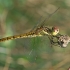 Paprastoji skėtė - Sympetrum vulgatum ♀ | Fotografijos autorius : Gintautas Steiblys | © Macrogamta.lt | Šis tinklapis priklauso bendruomenei kuri domisi makro fotografija ir fotografuoja gyvąjį makro pasaulį.