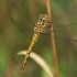 Paprastoji skėtė - Sympetrum vulgatum ♀ | Fotografijos autorius : Gintautas Steiblys | © Macrogamta.lt | Šis tinklapis priklauso bendruomenei kuri domisi makro fotografija ir fotografuoja gyvąjį makro pasaulį.