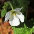 Paprastoji tekšė - Rubus chamaemorus | Fotografijos autorius : Ramunė Vakarė | © Macrogamta.lt | Šis tinklapis priklauso bendruomenei kuri domisi makro fotografija ir fotografuoja gyvąjį makro pasaulį.