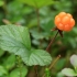 Paprastoji tekšė - Rubus chamaemorus | Fotografijos autorius : Ramunė Vakarė | © Macrogamta.lt | Šis tinklapis priklauso bendruomenei kuri domisi makro fotografija ir fotografuoja gyvąjį makro pasaulį.