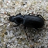 Parent Blackclock - Pterostichus anthracinus  | Fotografijos autorius : Vitalii Alekseev | © Macronature.eu | Macro photography web site