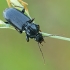 Parent Blackclock - Pterostichus anthracinus | Fotografijos autorius : Gintautas Steiblys | © Macronature.eu | Macro photography web site