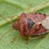 Alksninė skydblakė - Elasmucha grisea ♀ | Fotografijos autorius : Žilvinas Pūtys | © Macronature.eu | Macro photography web site