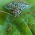 Alksninė skydblakė - Elasmucha grisea ♂ | Fotografijos autorius : Žilvinas Pūtys | © Macronature.eu | Macro photography web site