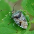 Alksninė skydblakė - Elasmucha grisea | Fotografijos autorius : Vidas Brazauskas | © Macronature.eu | Macro photography web site