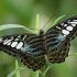 Parthenos sylvia | Fotografijos autorius : Gintautas Steiblys | © Macrogamta.lt | Šis tinklapis priklauso bendruomenei kuri domisi makro fotografija ir fotografuoja gyvąjį makro pasaulį.