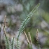 Pataisas varinčius - Spinulum annotinum | Fotografijos autorius : Kazimieras Martinaitis | © Macrogamta.lt | Šis tinklapis priklauso bendruomenei kuri domisi makro fotografija ir fotografuoja gyvąjį makro pasaulį.