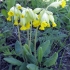 Pavasarinė raktažolė - Primula veris | Fotografijos autorius : Vitalii Alekseev | © Macrogamta.lt | Šis tinklapis priklauso bendruomenei kuri domisi makro fotografija ir fotografuoja gyvąjį makro pasaulį.