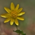 Pavasarinis švitriešis - Ranunculus ficaria (syn. Ficaria verna) | Fotografijos autorius : Kęstutis Obelevičius | © Macrogamta.lt | Šis tinklapis priklauso bendruomenei kuri domisi makro fotografija ir fotografuoja gyvąjį makro pasaulį.