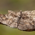 Pavasarinis žievėsprindis - Cleora cinctaria ♂ | Fotografijos autorius : Žilvinas Pūtys | © Macrogamta.lt | Šis tinklapis priklauso bendruomenei kuri domisi makro fotografija ir fotografuoja gyvąjį makro pasaulį.