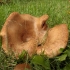 Meškutė - Paxillus vernalis  | Fotografijos autorius : Vytautas Gluoksnis | © Macrogamta.lt | Šis tinklapis priklauso bendruomenei kuri domisi makro fotografija ir fotografuoja gyvąjį makro pasaulį.