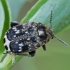 Pea weevil - Bruchus pisorum | Fotografijos autorius : Gintautas Steiblys | © Macronature.eu | Macro photography web site