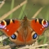 Peacock - Aglais (=Inachis) io  | Fotografijos autorius : Gintautas Steiblys | © Macronature.eu | Macro photography web site