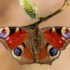 Peacock butterfly - Aglais io | Fotografijos autorius : Eglė Vičiuvienė | © Macronature.eu | Macro photography web site