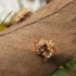Pear Rust - Gymnosporangium sabinae  | Fotografijos autorius : Vytautas Gluoksnis | © Macronature.eu | Macro photography web site