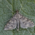 Pearl moth - Dolicharthria bruguieralis | Fotografijos autorius : Žilvinas Pūtys | © Macronature.eu | Macro photography web site