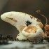 Minkštasis klumpiaausis - Crepidotus mollis | Fotografijos autorius : Gintautas Steiblys | © Macronature.eu | Macro photography web site